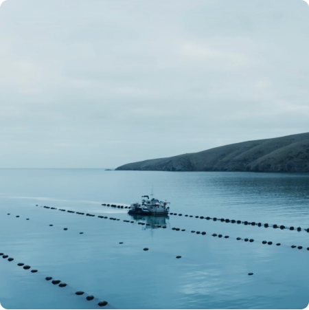 Pristine Ocean Farming