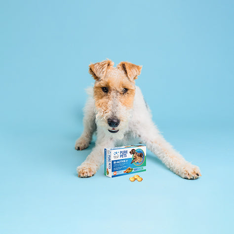dog supplement