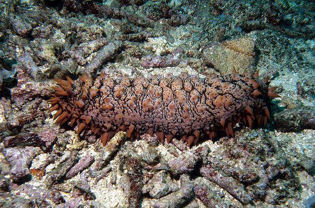 What is SEA CUCUMBER?
