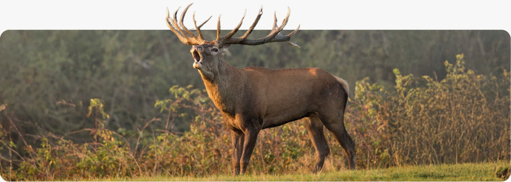 A red deer stag in a misty NZ field — article on elevating iron levels naturally