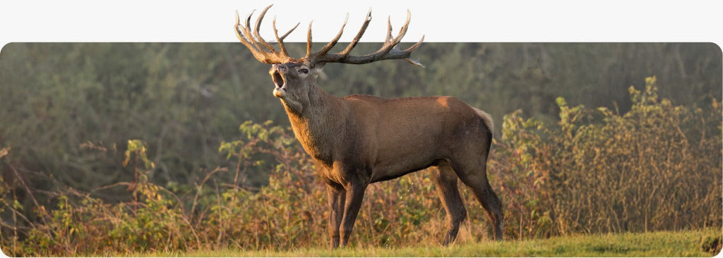 A red deer stag in a misty NZ field — article on elevating iron levels naturally