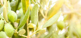 Immune System Support