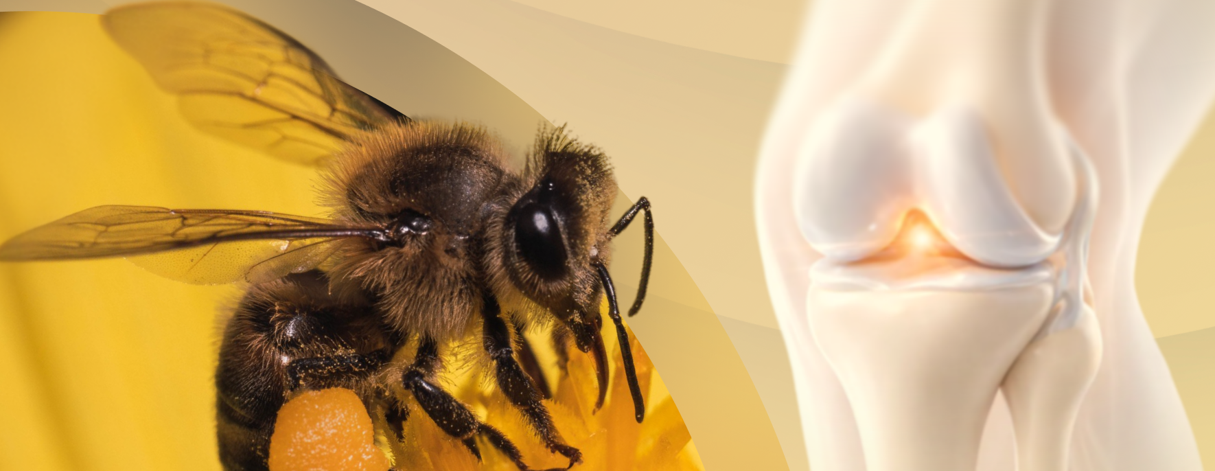 Why We Pair Bee Venom With Glucosamine
