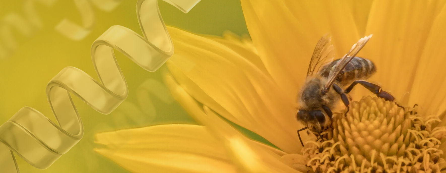 Bee Venom for Joint Comfort: What the Research Says