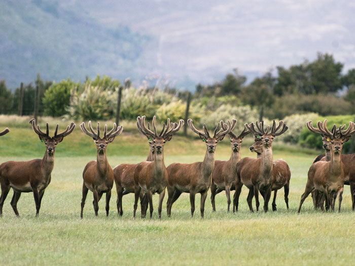 Deer Velvet - No Animals Are Harmed