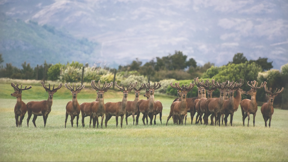 Grass-Fed NZ Deer