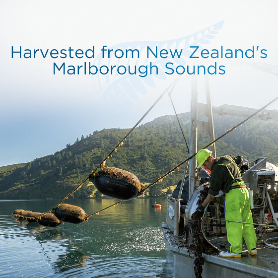 Green lipped mussels being harvested from New Zealand's Marlborough Sounds - Deep Blue Health NZ