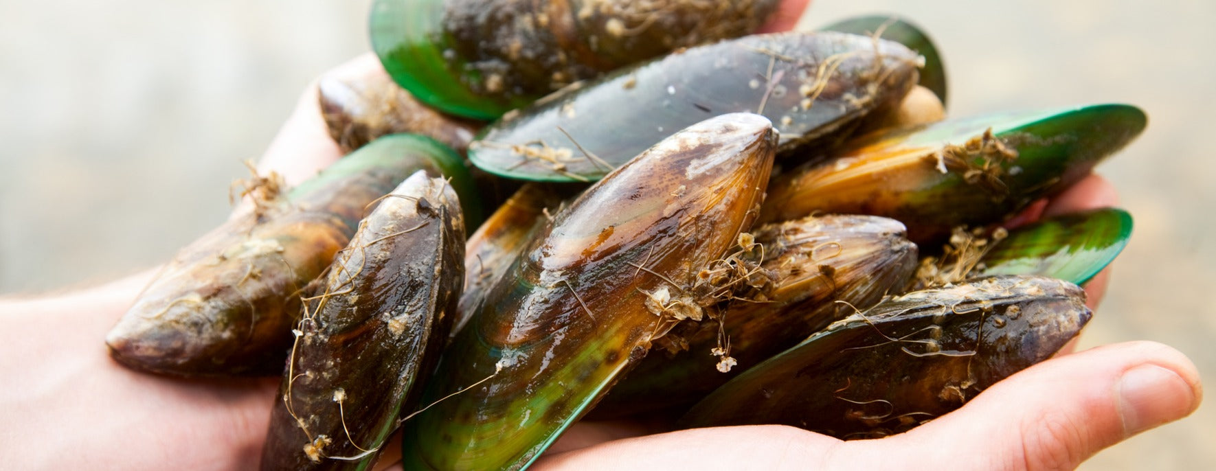 <p>The Green Lipped Mussel Story</p>