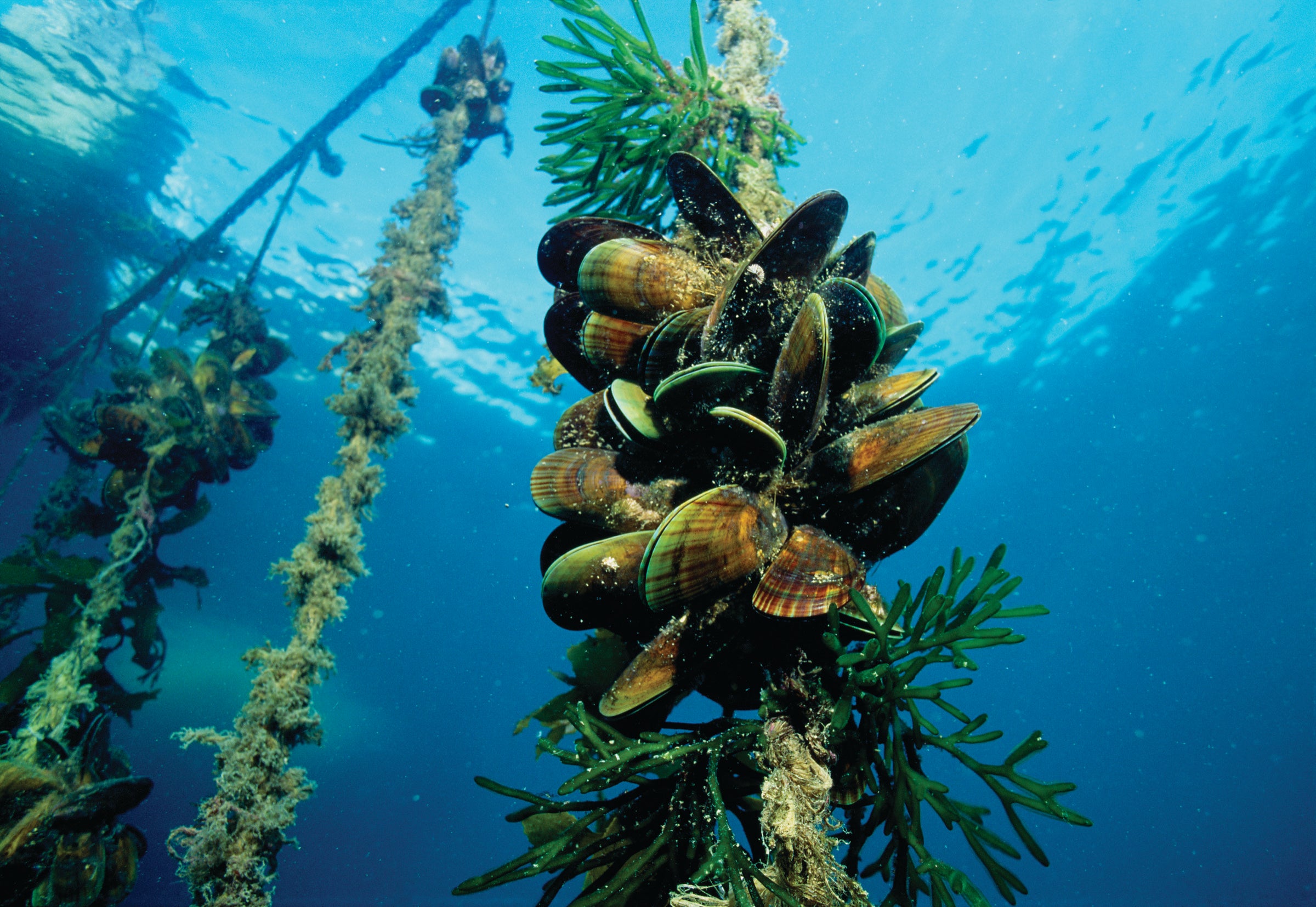 <p>Grown On Marine Ropes</p>